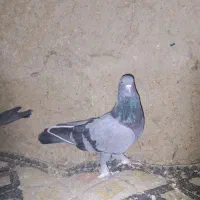 کبوتر تهرانی