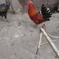 خروس جوان چهل تاج پاپر ومعمولی