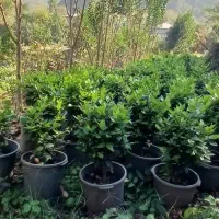 گلدانی|گل و گیاه طبیعی|رحیمآباد, |دیوار