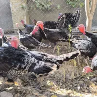 بوقلمون سالم و درشت