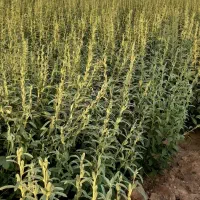 کنجد تمیز مال امسال