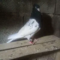 کله سیاه|پرنده|مسجد سلیمان, |دیوار