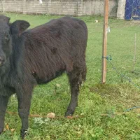 لیشه گاو گوساله ماده|حیوانات مزرعه|فومن, |دیوار