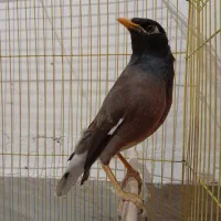 مرغ مینا|پرنده|بم, |دیوار