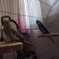 عروس هلندی مولد