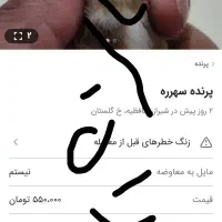 سهرره سقاا