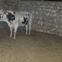 گوساله پروار