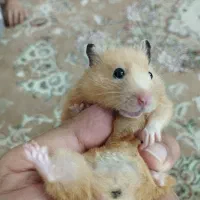 همستر|موش و خرگوش|تهران, دهقان|دیوار