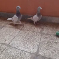 جفت غوره ای موریس