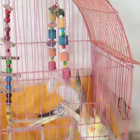 عروس هلندی