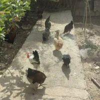 فروش مرغ وخروس