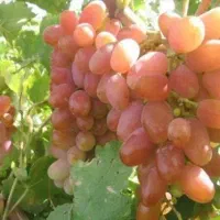 فروش انگور رازقی ب صورت عمده