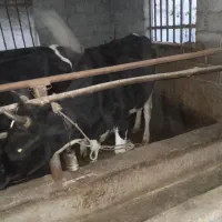 دو راس گاو محلی|حیوانات مزرعه|ایزدشهر, |دیوار