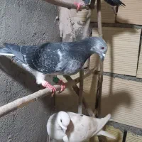 چند تا گرفتنی|پرنده|زبرخان, |دیوار