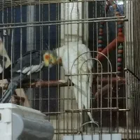 عروس هلندی و جوجه|پرنده|یاسوج, |دیوار