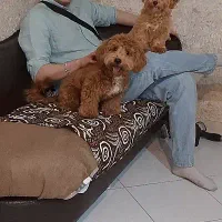توله پودل