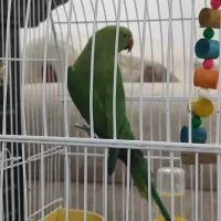 جوجه ملنگو نر 4ماهه