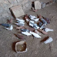 کبوتر.سرخ زرد