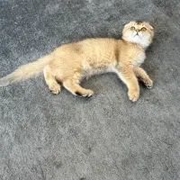 اسکاتیش گلد دبل فولد|گربه|مشهد, ولیعصر (شهرک غرب)|دیوار