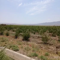 باغچه چسبیده به جاده و روستا|فروش دفتر صنعتی، کشاورزی، تجاری|قم, هفت تیر|دیوار