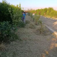 علف زنی و چمن زنی درخت زنی  قطع وهرس درخت مزاحم