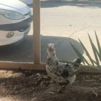 مرغ گلین