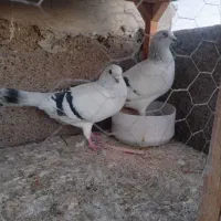 دو جفت کفتر مقبول