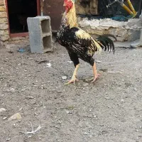 خروس اوشامو