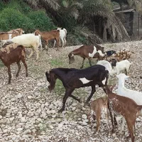 نری پاکستانی ..‌|حیوانات مزرعه|قلعه قاضی, |دیوار