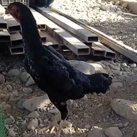 فروش جوجه مرغ لاری با اصالت|حیوانات مزرعه|خرمآباد (تنکابن), |دیوار