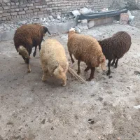 بره