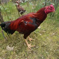 مرغ و خروس لاری