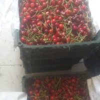 گیلاس اعلا
