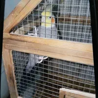 عروس هلندی|پرنده|مینودشت, |دیوار