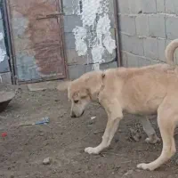 سگ گم شده در بین روستای شاهتپه ویاریجان خالصه
