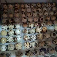 تخم بلدرچین نطفه دار