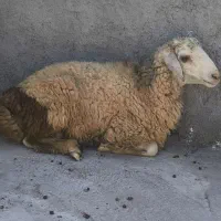 بره نر و میش زاییده