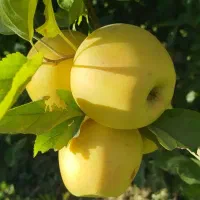 سیب دو ردیف|خوردنی و آشامیدنی|مهاباد (آذربایجان غربی), |دیوار