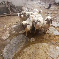 بره نر (کاور ورن)|حیوانات مزرعه|روانسر, |دیوار