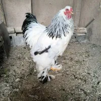 خروس برهما