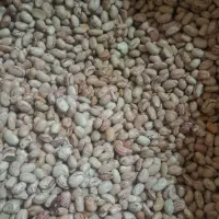 لوبیا چیتی پا کوتاه بذری