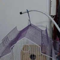 فروش عروس هلندی مولد و مرغ عشق با لوازم کامل|پرنده|خرمآباد (تنکابن), |دیوار