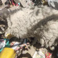 بره نر معاوضه باموتور|حیوانات مزرعه|زرند, |دیوار