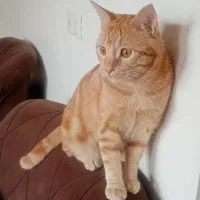 گربه نر نارنجی