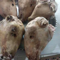 کله پاچه بره و شیشک پاچه گوساله و سیرابی|خوردنی و آشامیدنی|خمینی‌شهر, |دیوار