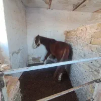 اسب|اسب و تجهیزات اسب‌سواری|مشهد, کلاته برفی|دیوار