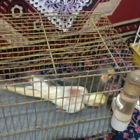 عروس هلندی جوان