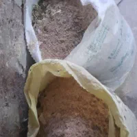 فضله کبوتر، کود باغچه|گل و گیاه طبیعی|رشت, حومه رشت|دیوار