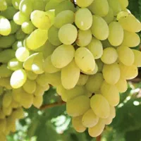 پیشفروش نهال انگور ویکتوریا