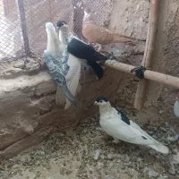 ۷عددکفتررنگی فروشی،افقانی،پاکستانی|پرنده|قرچک, قشلاق جیتو|دیوار